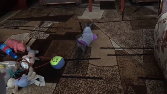 Чихуахуа Перчик любит поспать и снова храпит ? /12 октября 2020/ мы растем смотреть онлайн