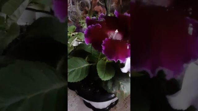 30.11.2021 г. Зацвел Рождественник смотреть онлайн