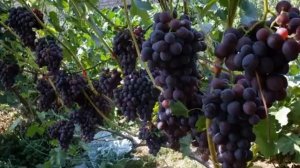 виноград КОДРЯНКА  от А до  Я