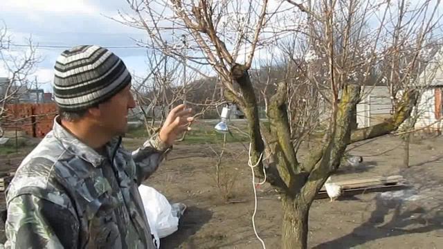 26 - последствия жёсткой обрезки абрикоса смотреть онлайн