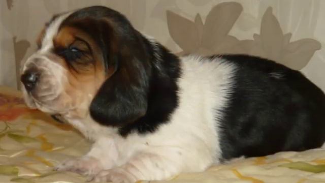 Basset hound puppy (Щенки Бассет хаунд) смотреть онлайн