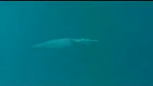 MonsterQuest Folge ueber Killerkraken Dokumentation auf History Channel Teil 2 смотреть онлайн