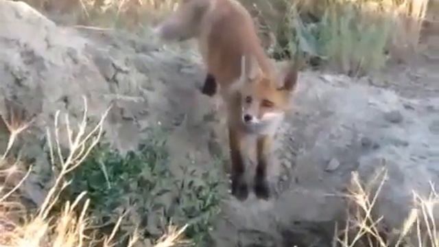 Как мы повстречали Лиса в Крыму! Природа. смотреть онлайн