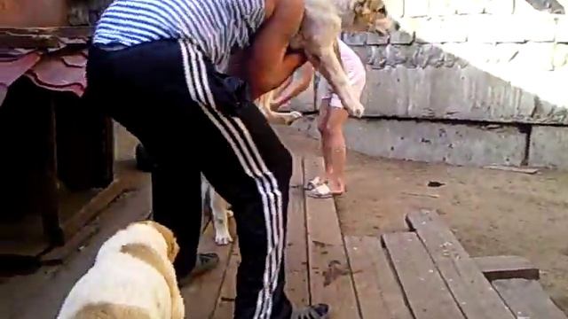 Щенки среднеазиатской овчарки, алабай. смотреть онлайн