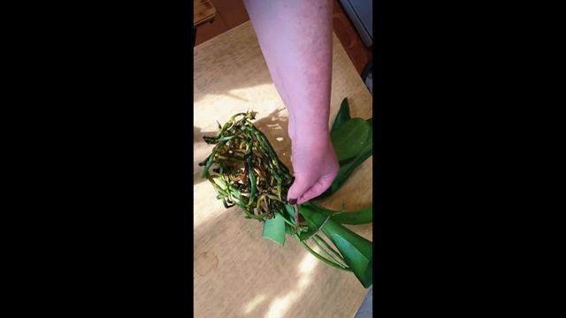 Орхидея Дикий Кот: тонкости ухода и пересадка орхидеи. смотреть онлайн