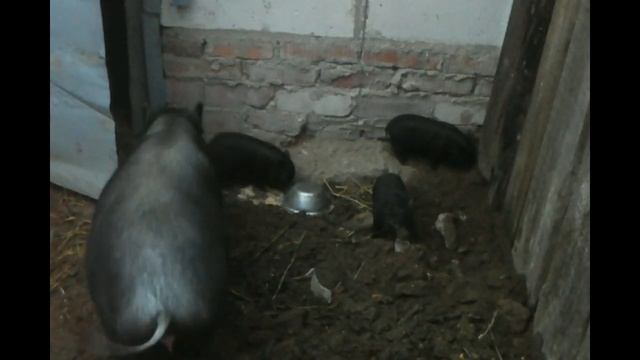 кормление поросят- сосунов смотреть онлайн