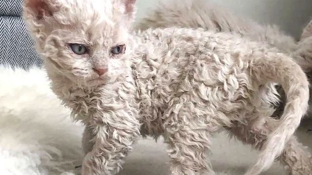 Кошка в приюте родила странного котенка, а когда он подрос, все были в шоке смотреть онлайн