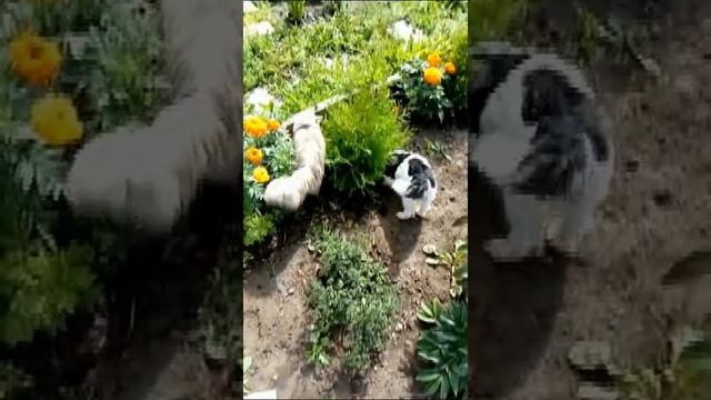 Бивер-йорк Винтик и кошка Люська. Кто же из них поймал мышь? смотреть онлайн
