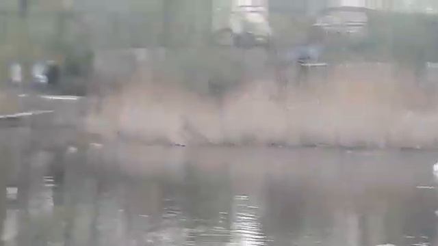 Лебеди и Чомги на озере Кабан смотреть онлайн