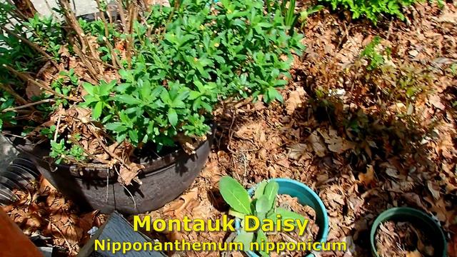 Mid May Garden Tour P3   Wisconsin Garden Video Blog $1033