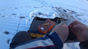 Судак на вибы (Белоярское водохранилище)