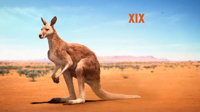 5 фактов о коалах смотреть онлайн