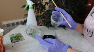 Как посадить перец. Семена декоративного перца для подоконника