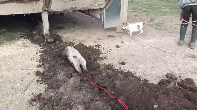 333 Rats Destroyed Ratting With Terriers