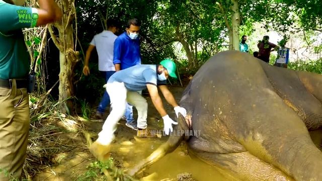 Plastic Pollution:Elephant with a bad stomach in critical condition gets treated смотреть онлайн