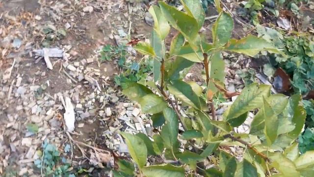 Обрезка и формировка черешни кустом (KGB) в любительском саду. Результаты за три года. смотреть онлайн