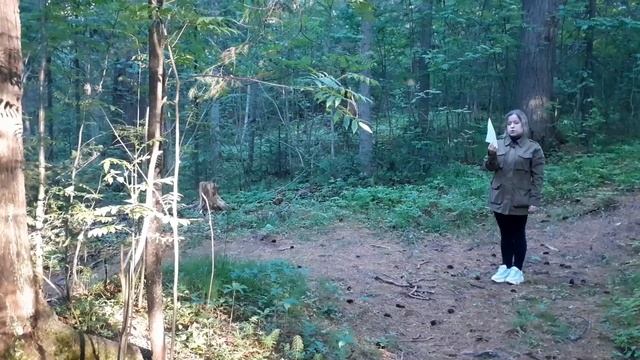 Мастер-класс "Таксация лесных насаждений" смотреть онлайн