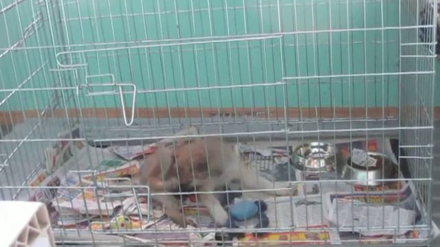 Щенок в карантине смотреть онлайн