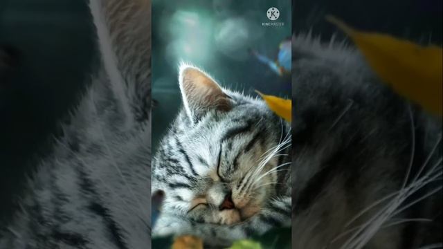 Почему коты много спят? #shorts смотреть онлайн