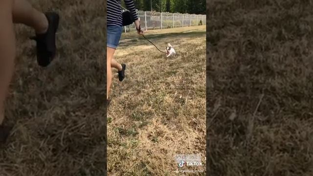 Природа, красивые видео, лебеди, утки, пейзаж. смотреть онлайн