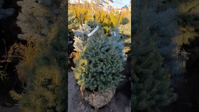 ЕЛЬ ГЛАУКА #растенияворонеж #КУПИТЬЕЛКУ #ельголубаяворонеж #елка смотреть онлайн