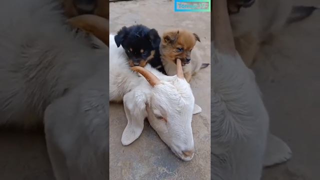 РОГА ВМЕСТО КОСТОЧКИ. Щенки грызут рога у козы.#домашниеживотные смотреть онлайн