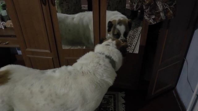 Злобная собака первый раз видит своё отражение.