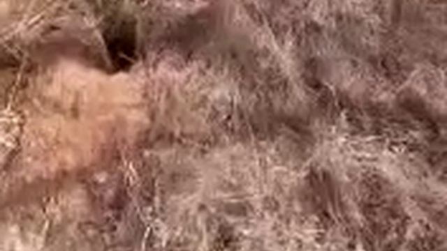 Varmint hunters help wanted!!! смотреть онлайн