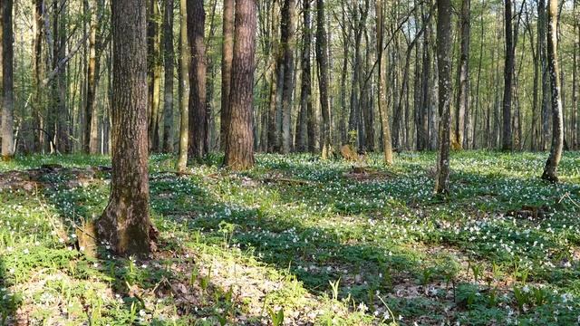 12 HOURS of birds singing in the spring forest. Video about relaxation in nature in 4K Ultra HD смотреть онлайн