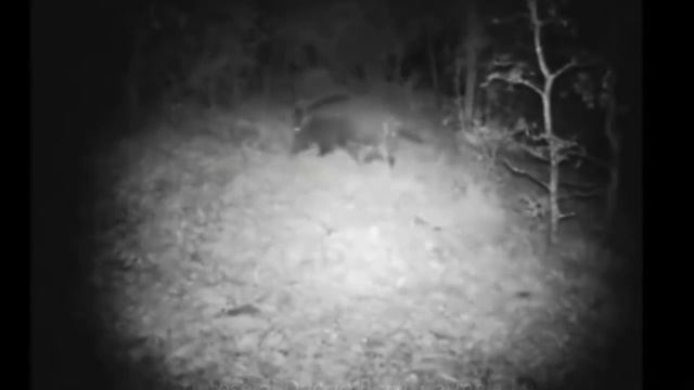 Spectacular attacks of wild animals. Fight for survival. Fighting animals смотреть онлайн