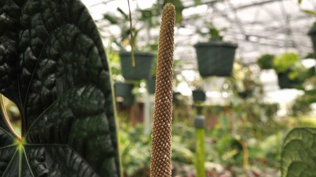 3 NEW Anthurium Hybrids! смотреть онлайн