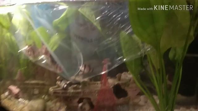 Барбусы! заселение аквариума суматранскими барбусами смотреть онлайн