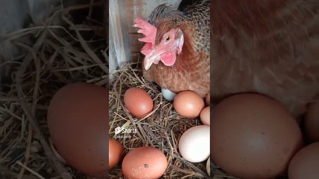 ЗАБОТЛИВАЯ МАМАНЯ! смотреть онлайн