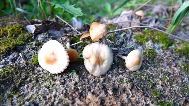 Опёнок луговой (Marasmius oreades) - мелкий, но деликатесный гриб! смотреть онлайн