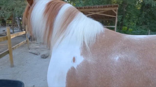 An Old Friend Has Come Back For A Visit, Let's Say Hi On A Horsey Check смотреть онлайн