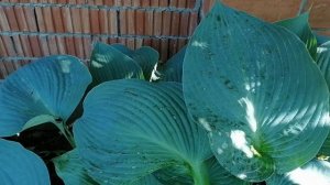 Хоста BLUE ANGEL ("Блю Энжел") в мамином саду.