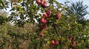 Яблоня Флорина - без проблемный очень вкусный и очень урожайный сорт.