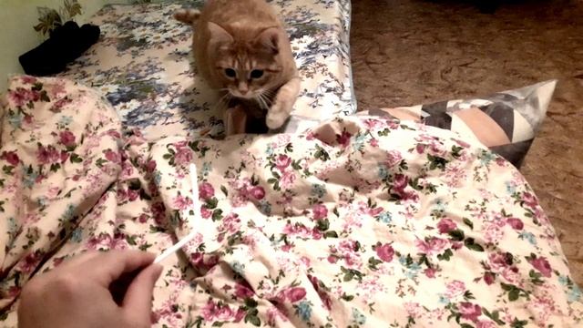 Котик нашёл себе игрушку? смотреть онлайн