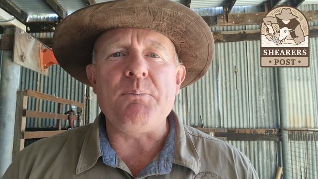 How Long To Keep Your Sheep Off Food Before Shearing & Why! ? Shearing Sheep, Goats, Alpaca, Animal