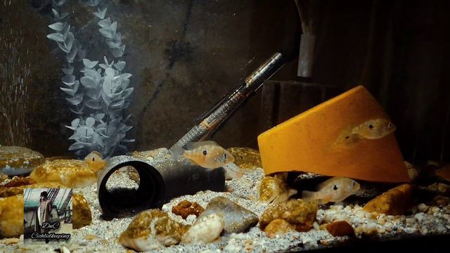 Brasiliensis Cichlids Update (Gymnogeophagus Sp.) See Description for Info! смотреть онлайн