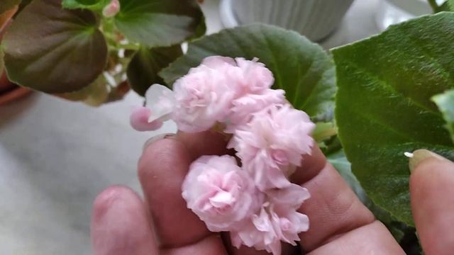 Цвет бегоний смотреть онлайн