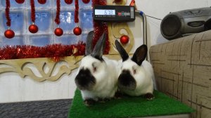 Кролики на откорме