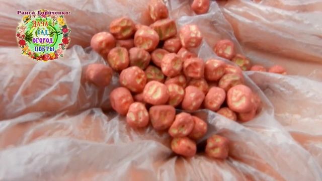 Это сеем первым  в теплицу, чтобы получить урожай к 1 мая. Ультранний овощной горошек 