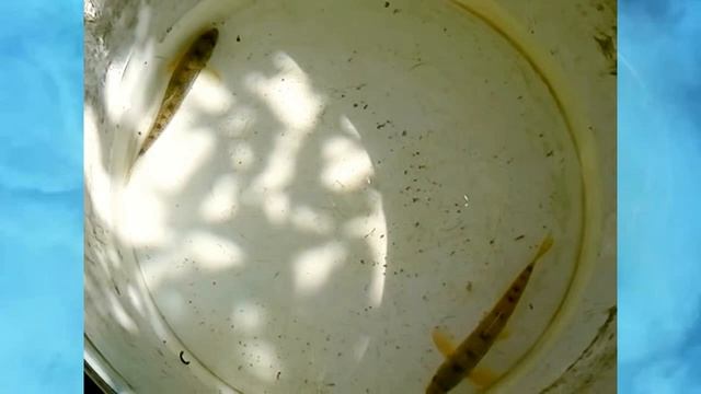 Куда делись все пескари? Рассказываю основную причину исчезновения пескарей с наших водоемов смотреть онлайн