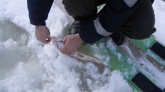 ловля большого хариуса 1 киллограм 200 грамм смотреть онлайн