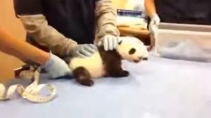 Панда кричит как ребёнок!