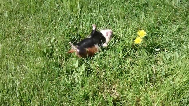 Чунтя на даче смотреть онлайн