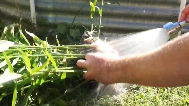 Will GINGER grow in Zone 6?? смотреть онлайн