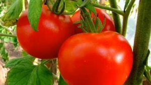 СОРТ ТОМАТА БЕЛЫЙ НАЛИВ- ОПИСАНИЕ