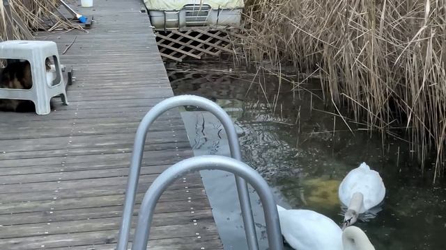 Кошка Анфиса в засаде на уток смотреть онлайн